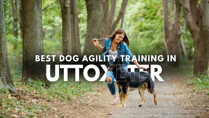 Best Dog Agility Training in Uttoxeter