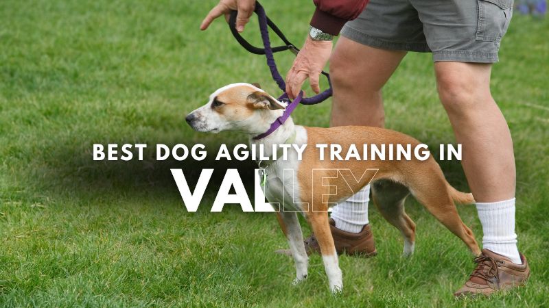 Best Dog Agility Training in Valley