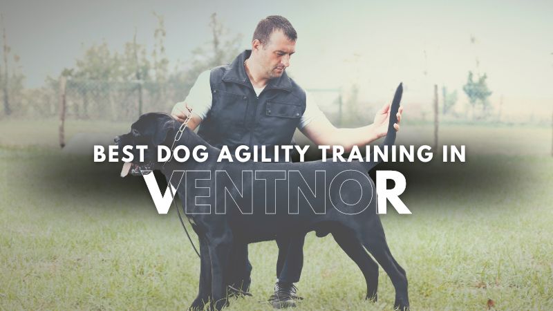 Best Dog Agility Training in Ventnor