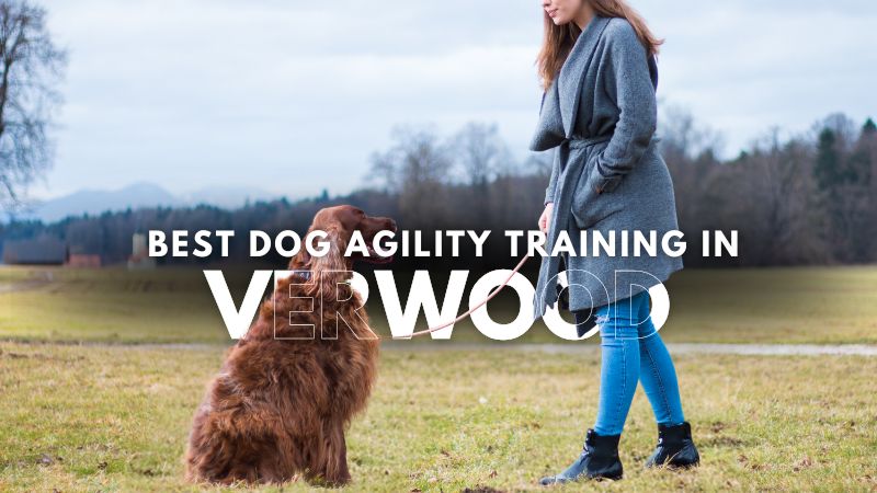 Best Dog Agility Training in Verwood