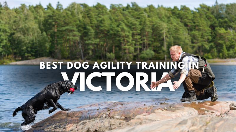 Best Dog Agility Training in Victoria