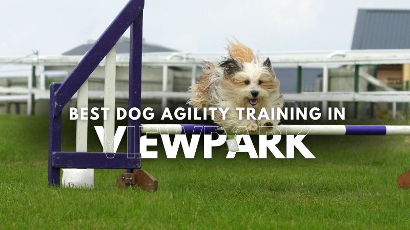 Best Dog Agility Training in Viewpark