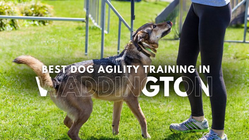 Best Dog Agility Training in Waddington
