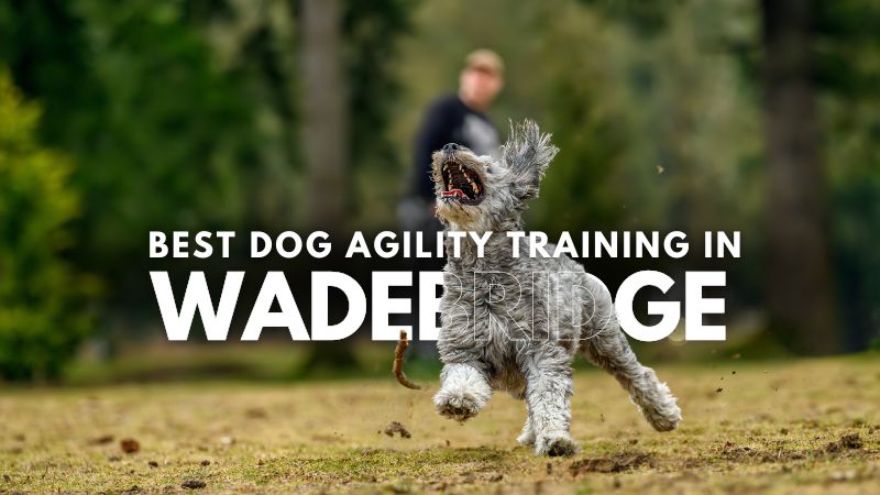 Best Dog Agility Training in Wadebridge