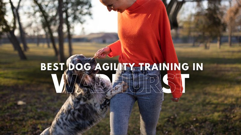 Best Dog Agility Training in Wadhurst