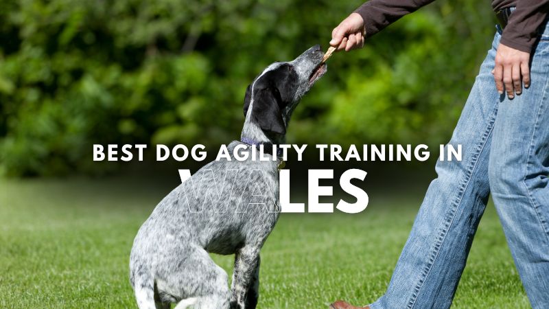 Best Dog Agility Training in Wales