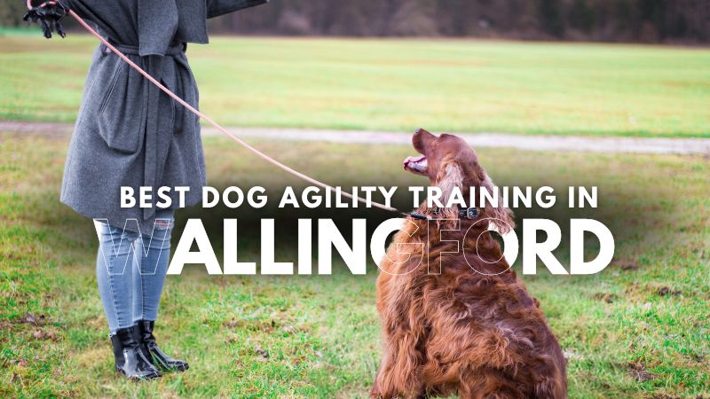 Best Dog Agility Training in Wallingford