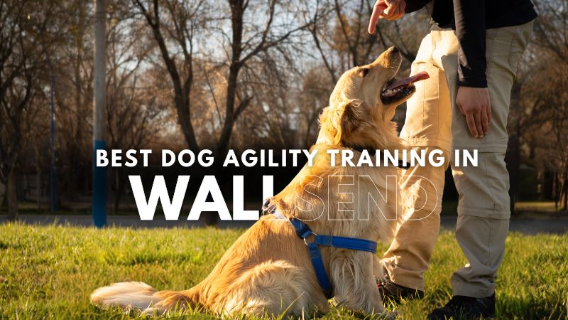Best Dog Agility Training in Wallsend