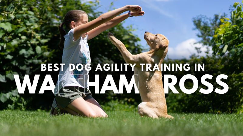 Best Dog Agility Training in Waltham Cross