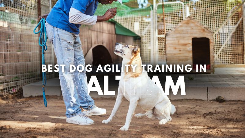 Best Dog Agility Training in Waltham