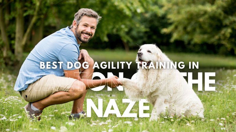 Best Dog Agility Training in Walton On The Naze