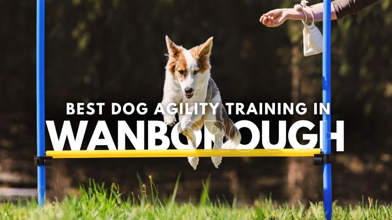 Best Dog Agility Training in Wanborough