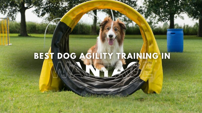 Best Dog Agility Training in Wantage