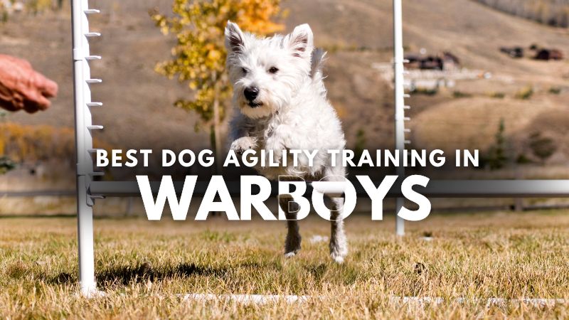 Best Dog Agility Training in Warboys