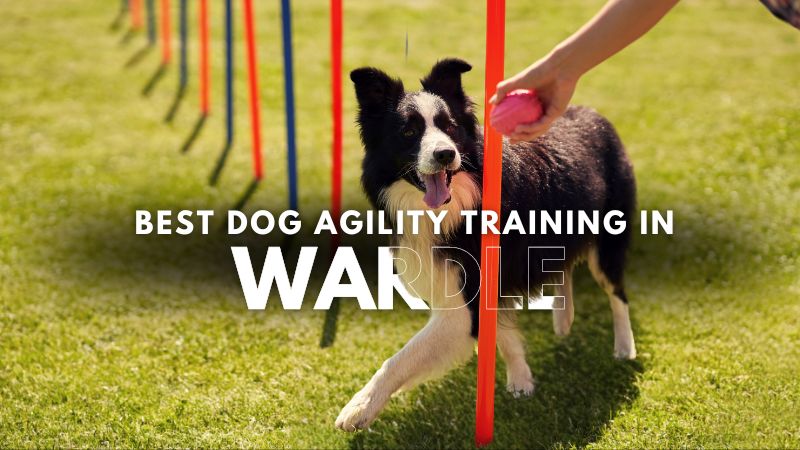 Best Dog Agility Training in Wardle
