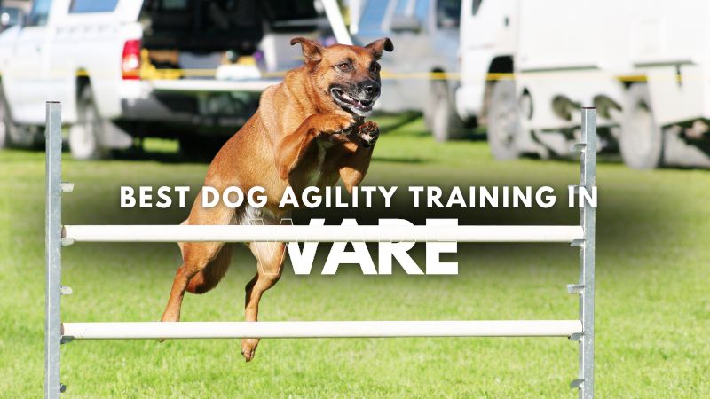 Best Dog Agility Training in Ware