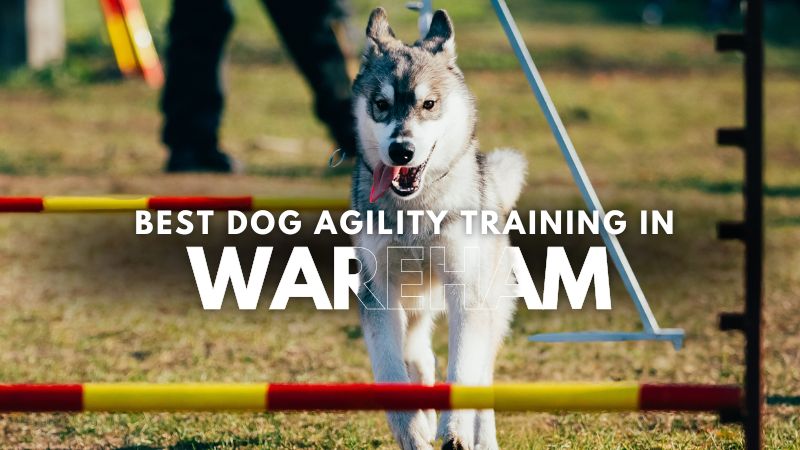 Best Dog Agility Training in Wareham