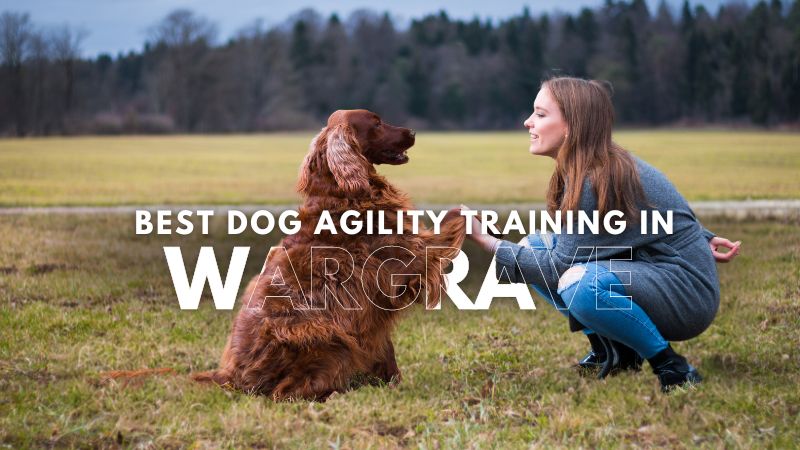 Best Dog Agility Training in Wargrave