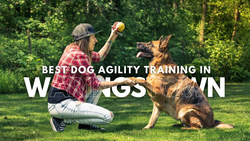 Best Dog Agility Training in Waringstown