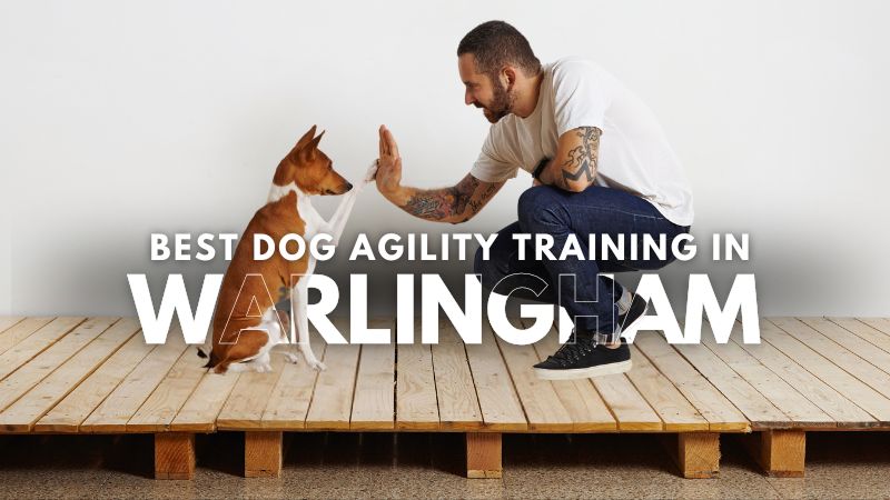 Best Dog Agility Training in Warlingham