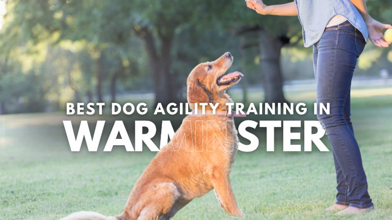 Best Dog Agility Training in Warminster