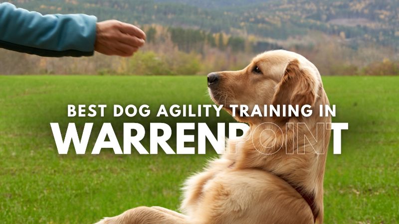 Best Dog Agility Training in Warrenpoint