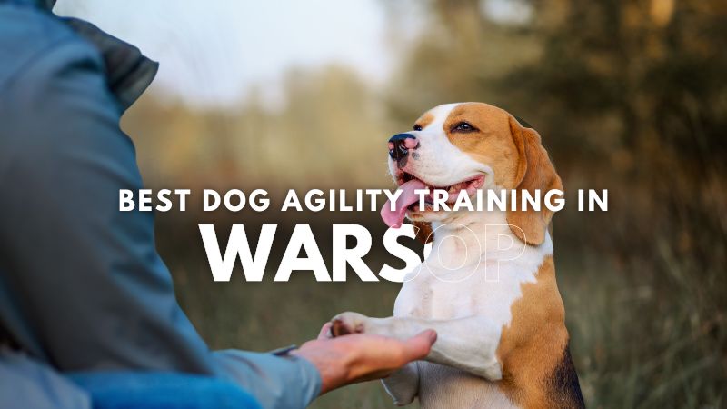 Best Dog Agility Training in Warsop