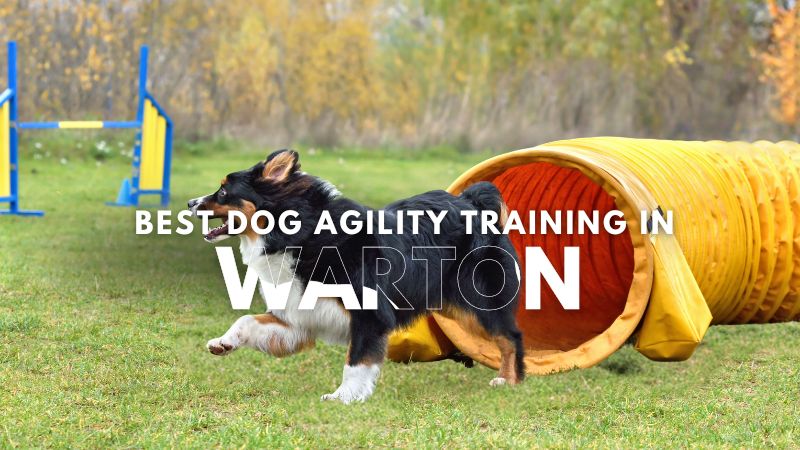 Best Dog Agility Training in Warton