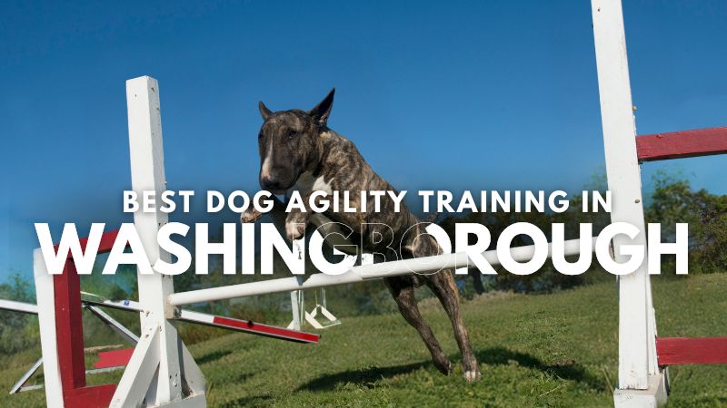 Best Dog Agility Training in Washingborough