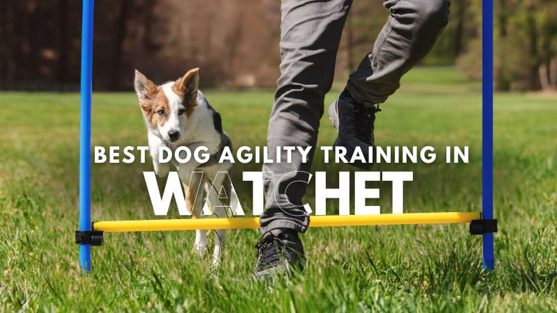 Best Dog Agility Training in Watchet
