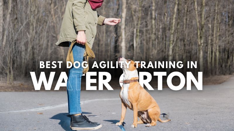 Best Dog Agility Training in Water Orton