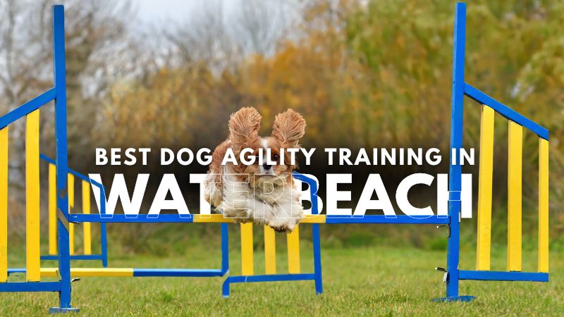 Best Dog Agility Training in Waterbeach