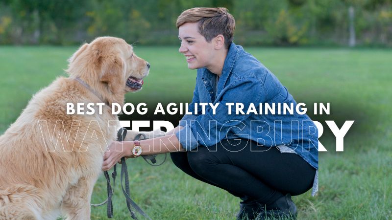 Best Dog Agility Training in Wateringbury