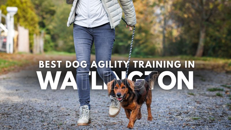 Best Dog Agility Training in Watlington