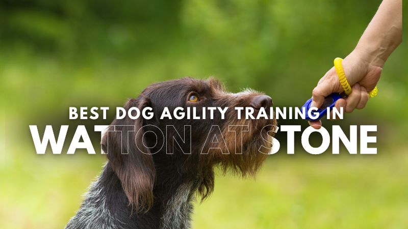 Best Dog Agility Training in Watton At Stone