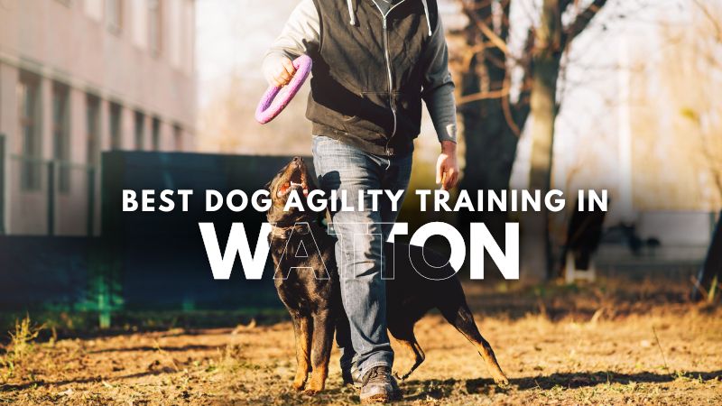 Best Dog Agility Training in Watton