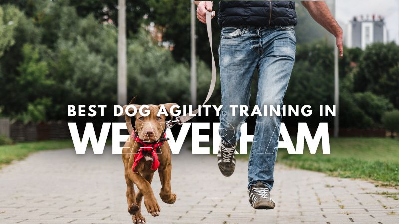 Best Dog Agility Training in Weaverham