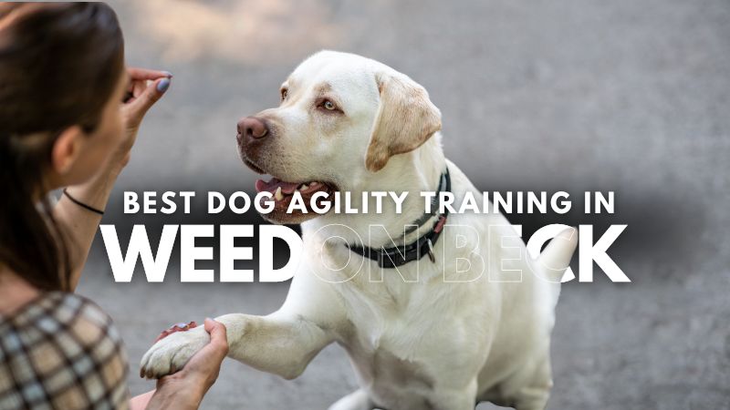 Best Dog Agility Training in Weedon Beck