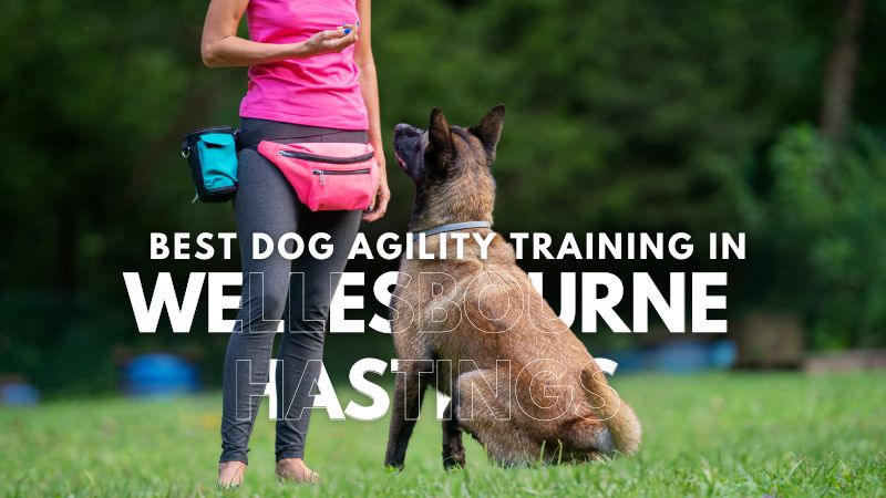 Best Dog Agility Training in Wellesbourne Hastings