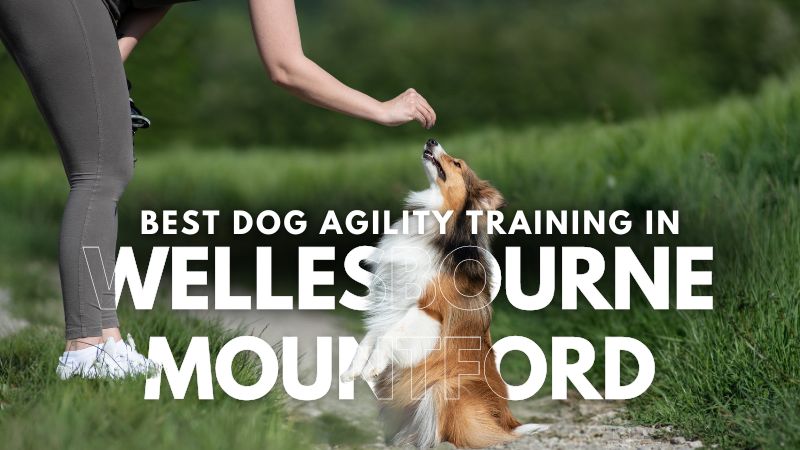 Best Dog Agility Training in Wellesbourne Mountford