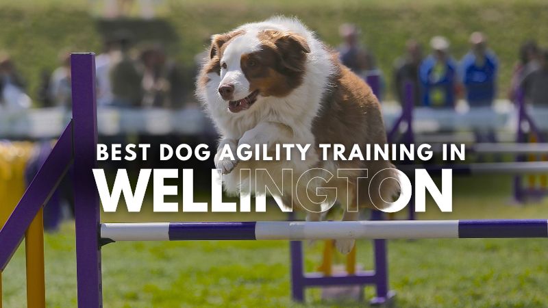 Best Dog Agility Training in Wellington