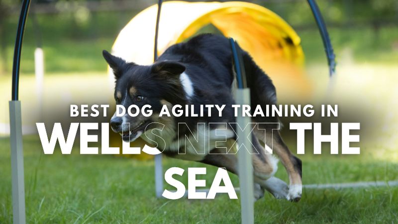 Best Dog Agility Training in Wells Next The Sea