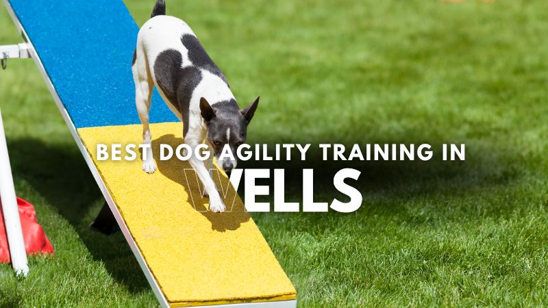 Best Dog Agility Training in Wells