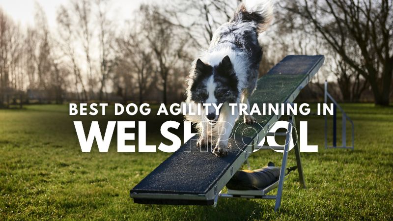 Best Dog Agility Training in Welshpool