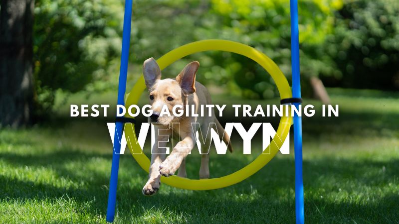 Best Dog Agility Training in Welwyn