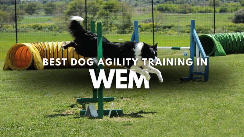 Best Dog Agility Training in Wem