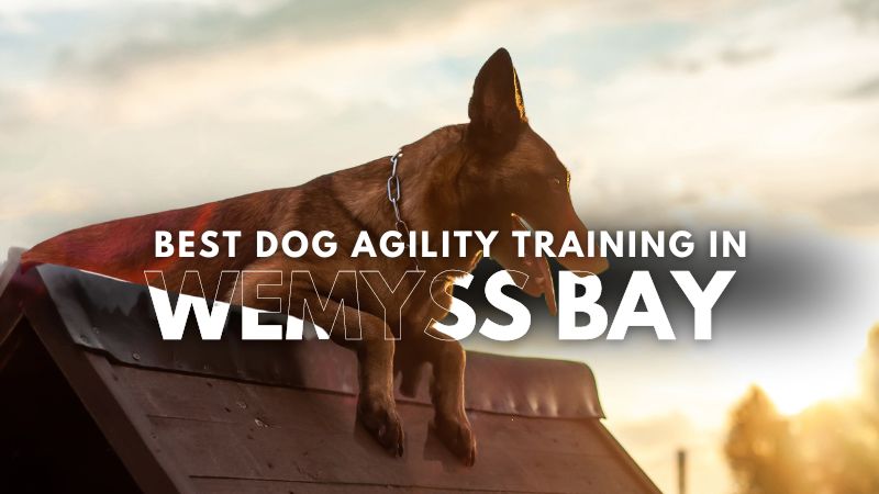 Best Dog Agility Training in Wemyss Bay