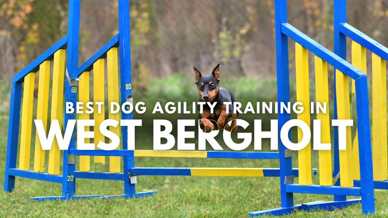 Best Dog Agility Training in West Bergholt