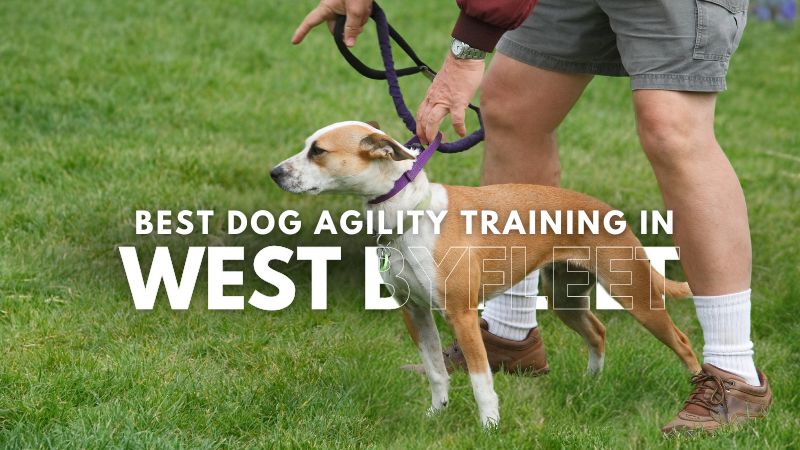 Best Dog Agility Training in West Byfleet