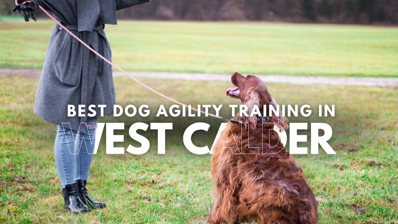 Best Dog Agility Training in West Calder